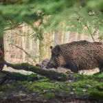 Aziende faunistico-venatorie, EPS: la riforma della Legge 157 colma solo in parte il vuoto normativo