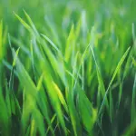 Puglia, via libera alla graduatoria per le infrastrutture verdi: finanziati dieci progetti comunali