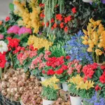 Florovivaismo pugliese sotto pressione: costi in aumento e regole disomogenee mettono a rischio il settore