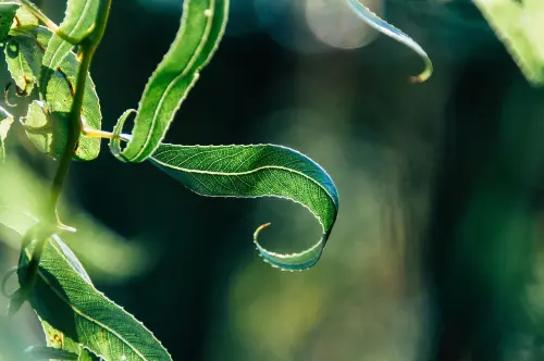 Pratiche ecologiche per la manutenzione del giardino