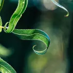 Pratiche ecologiche per la manutenzione del giardino