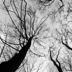 Puglia, dalla tutela degli alberi monumentali alla sicurezza sul lavoro: le decisioni della Giunta regionale