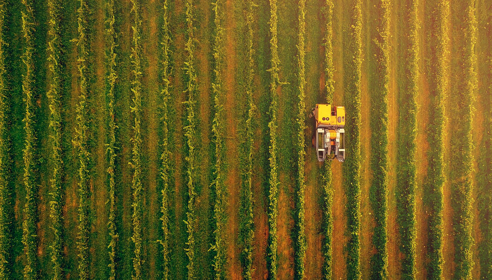 Puglia, bando da 40 milioni per le filiere agroalimentari