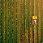 Puglia, bando da 40 milioni per le filiere agroalimentari